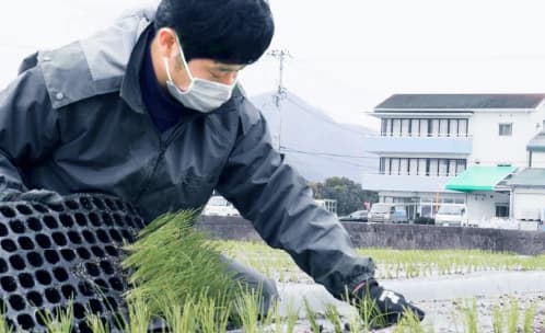 田植えをしている画像