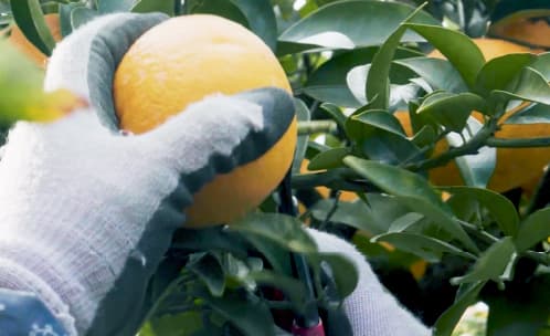 みかんを収穫している画像