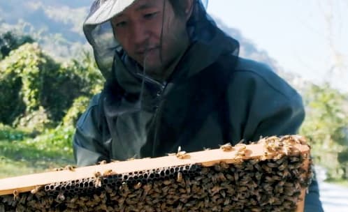 養蜂家が作業をしている画像