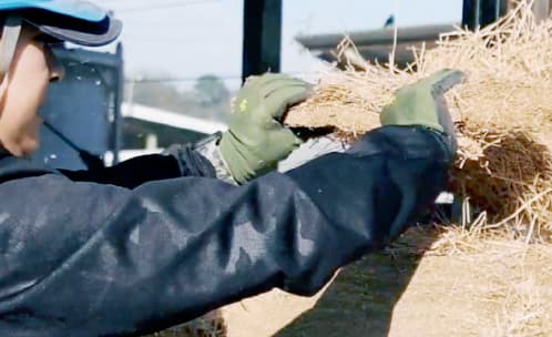 藁束を集めている画像