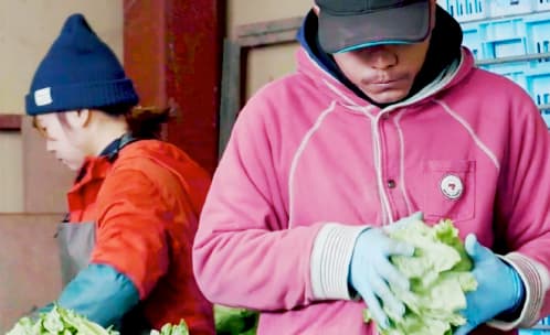 野菜の選別作業をしている画像