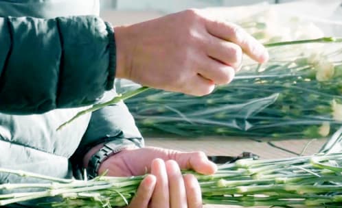 植物の出荷準備をしている画像