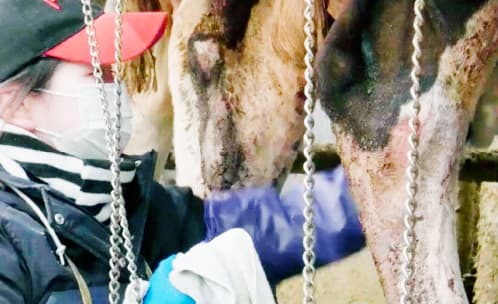 牛の搾乳作業をしている画像