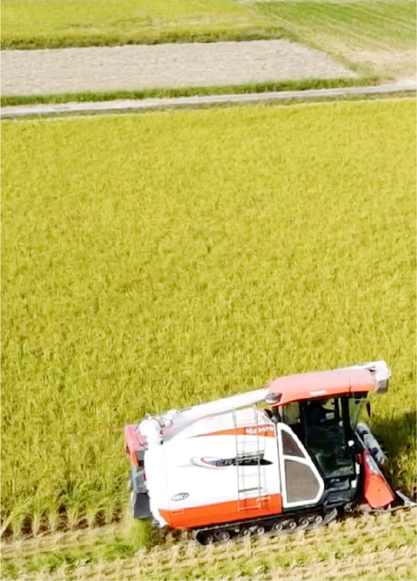 田んぼで稲刈り中のコンバインの画像